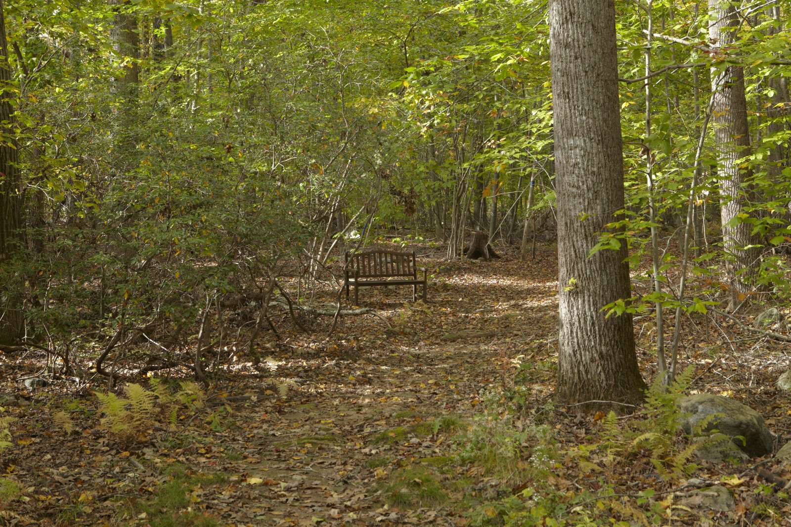Woods with bench #2-Fall 2012_ 27